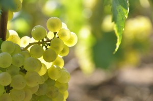 chardonnay vin hospices